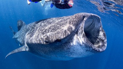 10 Giant Dinosaur-Like Animals That Actually Exist