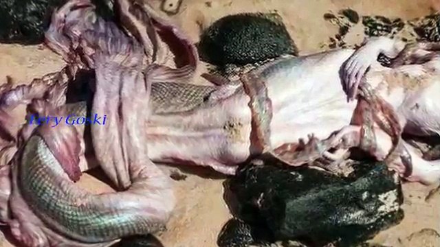 Real Life MERMAID discovered by tourists Evidence of Real Life mysterious creatures Baby Mermaid