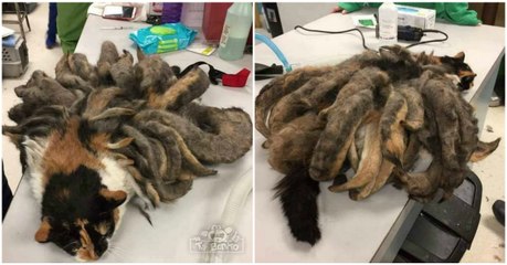 Equipa veterinária fica surpresa ao ver "criatura" estranha que um homem trouxe para ser tratada