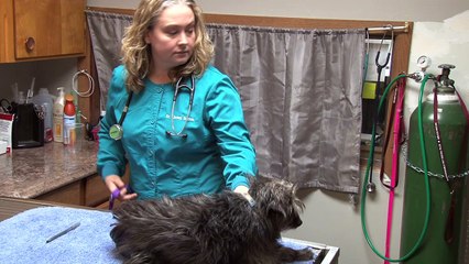 Welcome to Affordable Pet Dental Plus