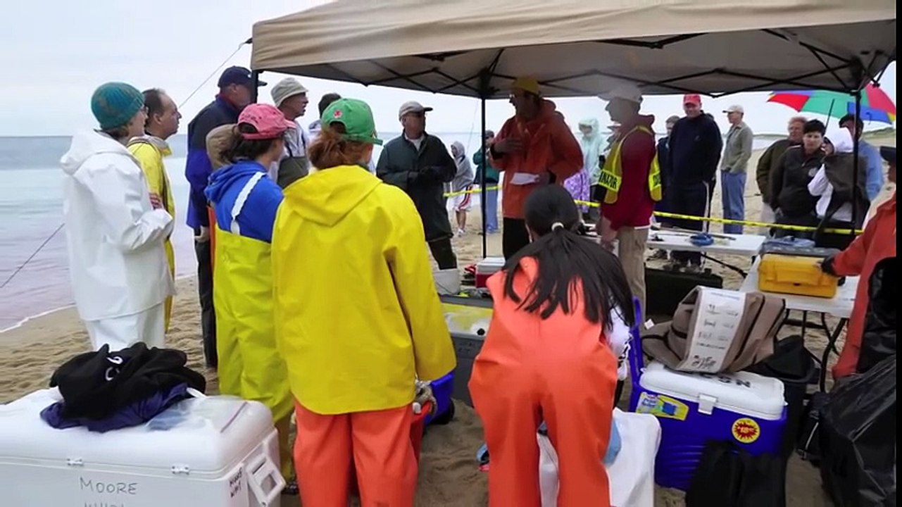 Dead Fin Whale on Cape Cod-Necropsy -Provincetown, MA (Graphic Content)