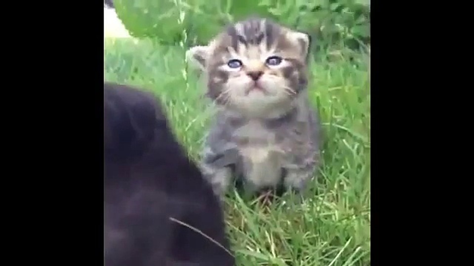 ⁣Funny Animals - Funny Cats - Funny Dogs & Animals - Animals Funny