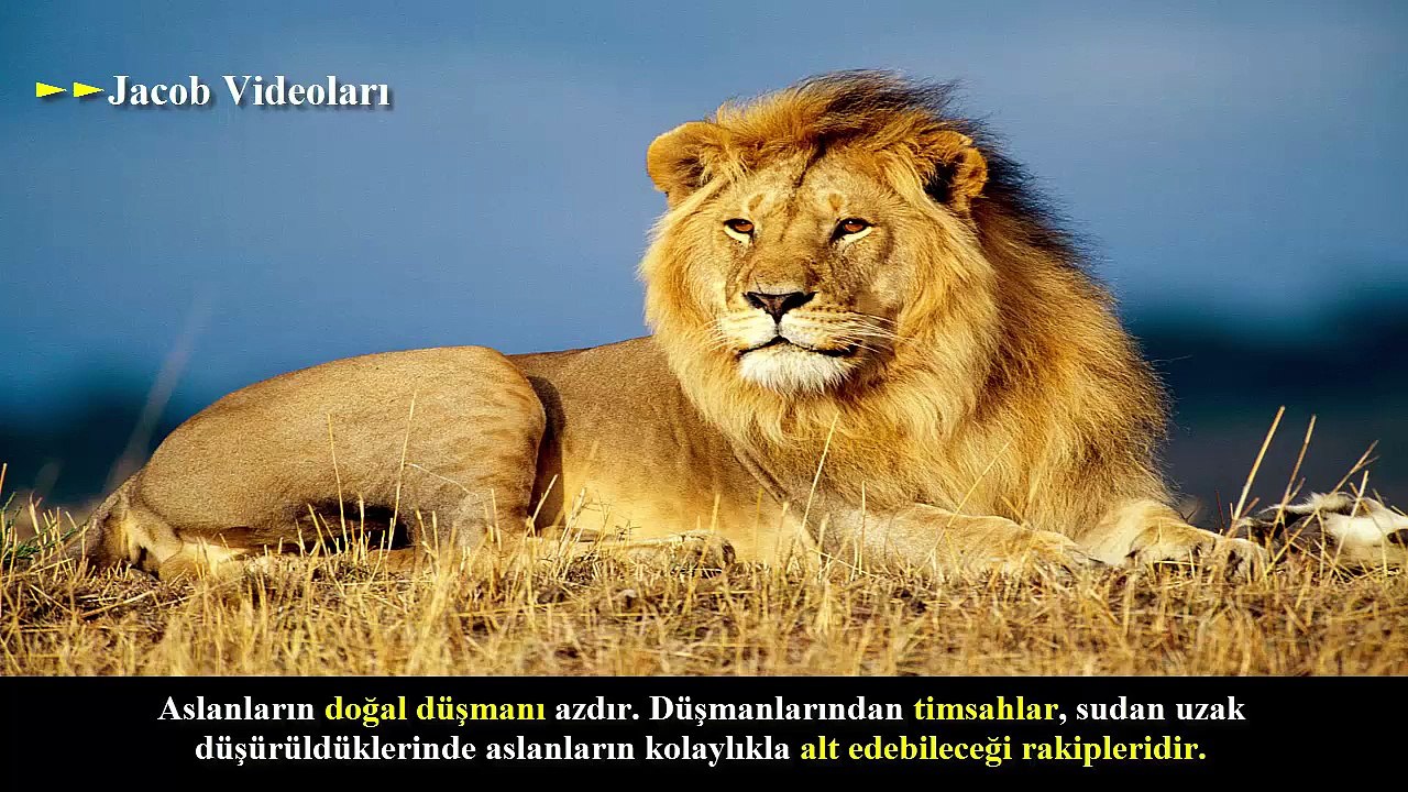 KRAL KİM    ASLAN MI KAPLAN MI ►► En İnanılmaz Vahşi Hayvan Kavgaları, Dövüşleri, Ölümcül Kavga !!!