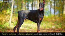 K9 POLİS ve KORUMA KÖPEĞİ ►► DOBERMAN PİNSCHER