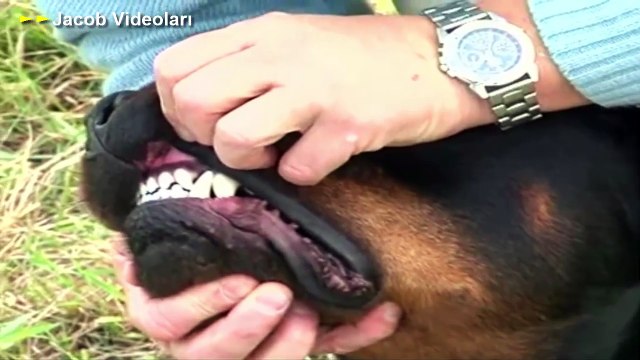ROTTWEİLER mı SIRTLAN mı ►► Köpek Dövüşleri ve Kavgası Hakkında ► Hyena attack Lion, Rhino, Buffalo
