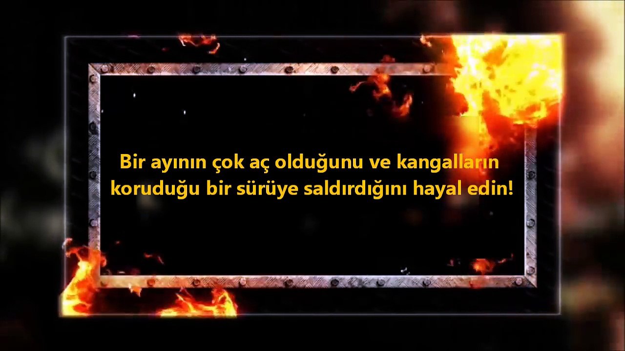 KANGAL ve AYI ►► Hayvan kavgası, dövüşleri, saldırıları ► köpek ne yapabilir