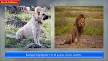 KANGAL mı PİTBULL mu 2 [[ Cevabı Siz Verin !!! ]]►► Strongest powerfull dogs, güçlü köpekler