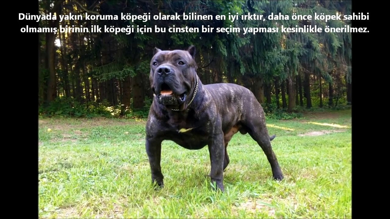 Presa Canario mu Bully Kutta mı  ►► güçlü köpekler, tehlikeli, ölümcül ve yasaklı köpekler