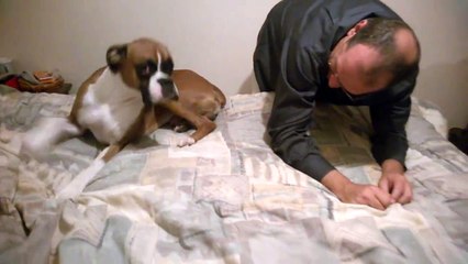 Essayez de rester faché avec ces chiens.. Compilation