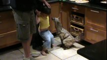Un loup sauvage entre dans la maison et le fils l'adore !