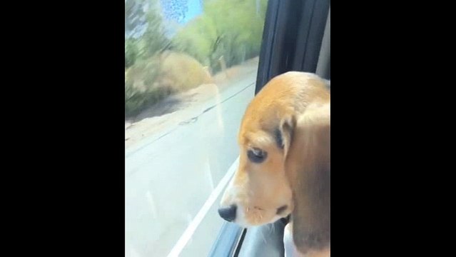 When Miley started singing in the car and adorably told Liam off after he scared her.