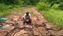 Snake catcher releases hundreds of rat snakes, cobras and vi