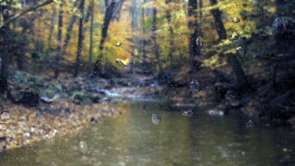 ASMR Forest Rain for Sleeping