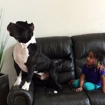 La Mamma Rientra In Casa E Trova La Figlia Insieme Al PitBull... In Una Scena Esilarante!