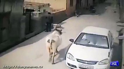 Angry Cow Doesn’t Like This Boy