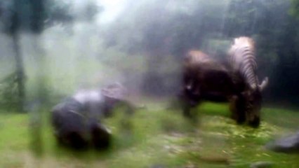 Lihat Badak Samar-samar