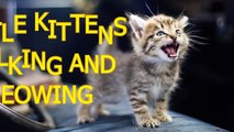 Little kittens meowing and talking - Cute cat compilation-4IP_E7efGWE