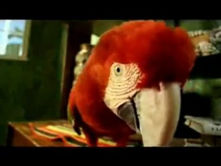 Happy Birthday, Reggae Style!