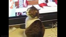 FUNNY CATS VIDEO. Funny Cats Compilation. Best Funny Cat Videos Ever-L1llBqCtnCI