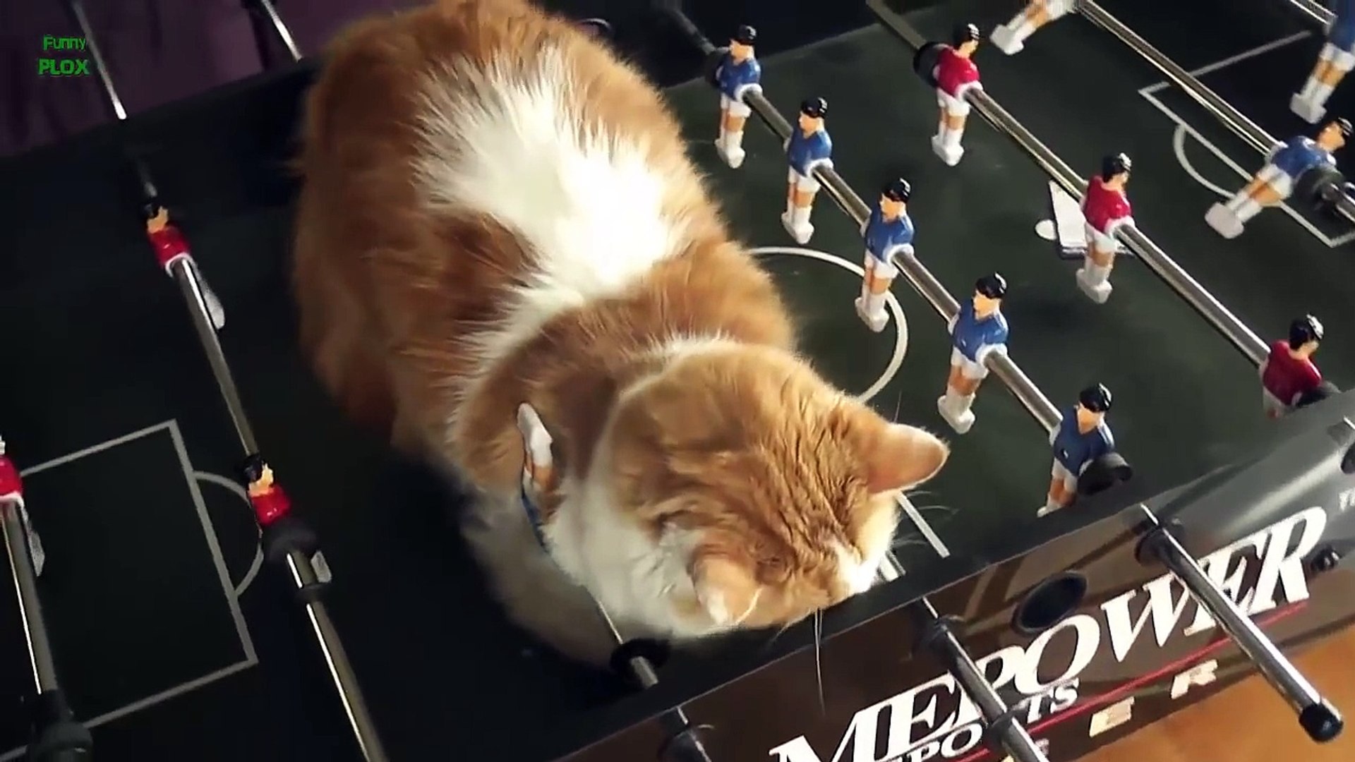 funny cats sleeping in weird positions compilation 2014 funnyplox