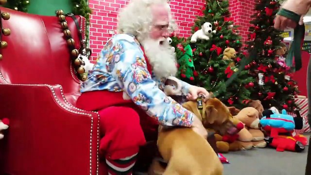 Rescued pit bull meets Santa, can't contain excitement