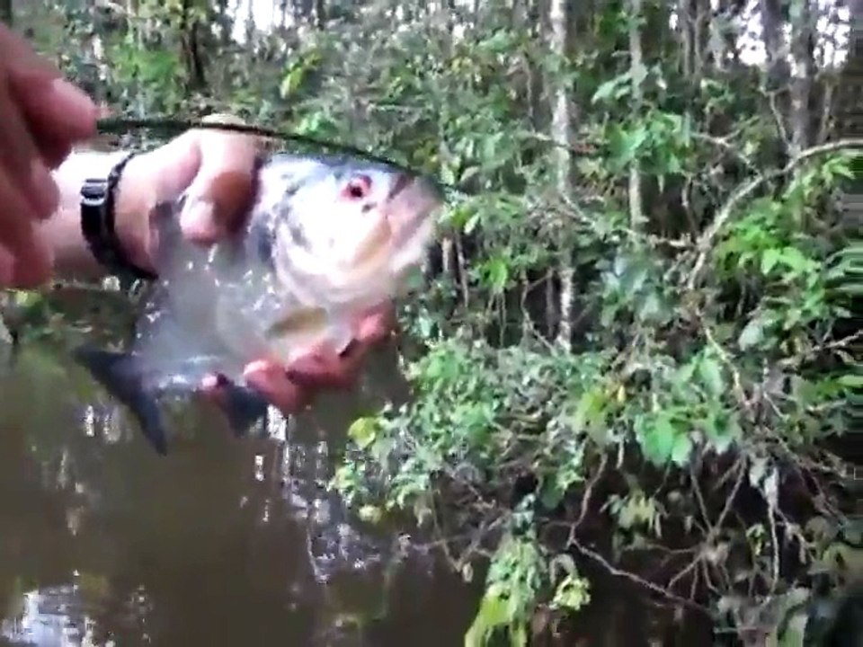 La puissance extrême de la morsure du piranha