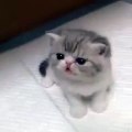 Cutest kitten ever u never see before