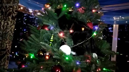 CATS VS Christmas Trees  [Funny Pets]-aF8h6P6X-qw