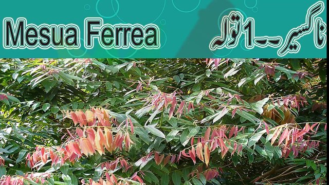 Baanjh pan ka ilaj Banjh pan ka desi ilaj in urdu Banjh pan ka ilaj in urdu Banjh pan