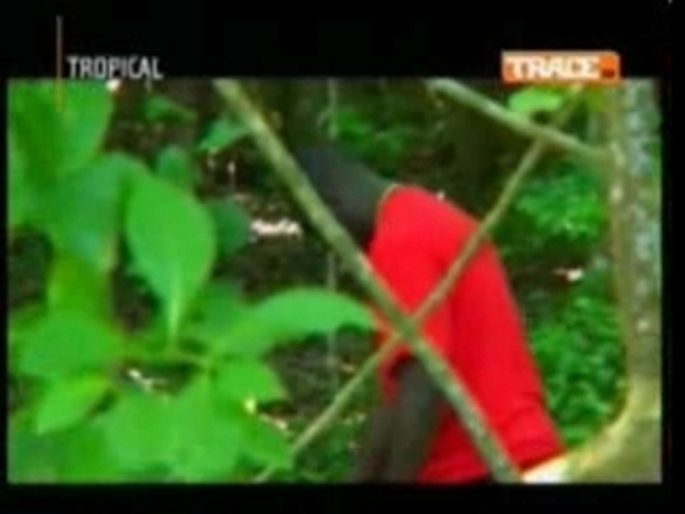 Tatiana miath - ou t konnet