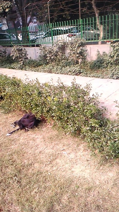 dog in park