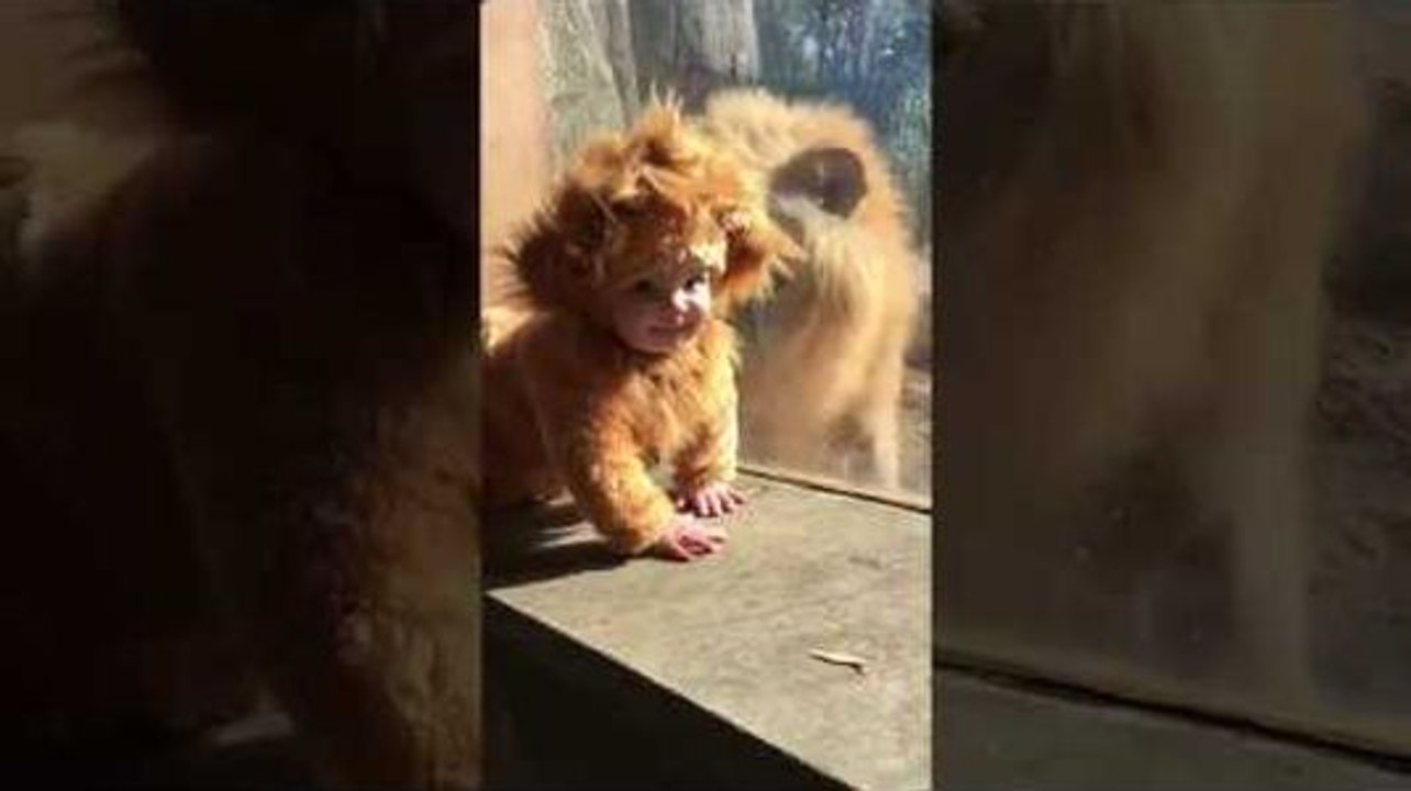 Un bébé déguisé en lion en rencontre un vrai !