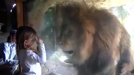 Le bébé par un baiser au lion, regardez sa réaction... C'est incroyable !
