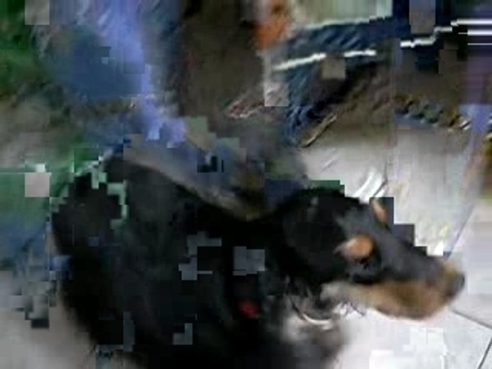 Je veux aller dehors, je veux aller dehors !!