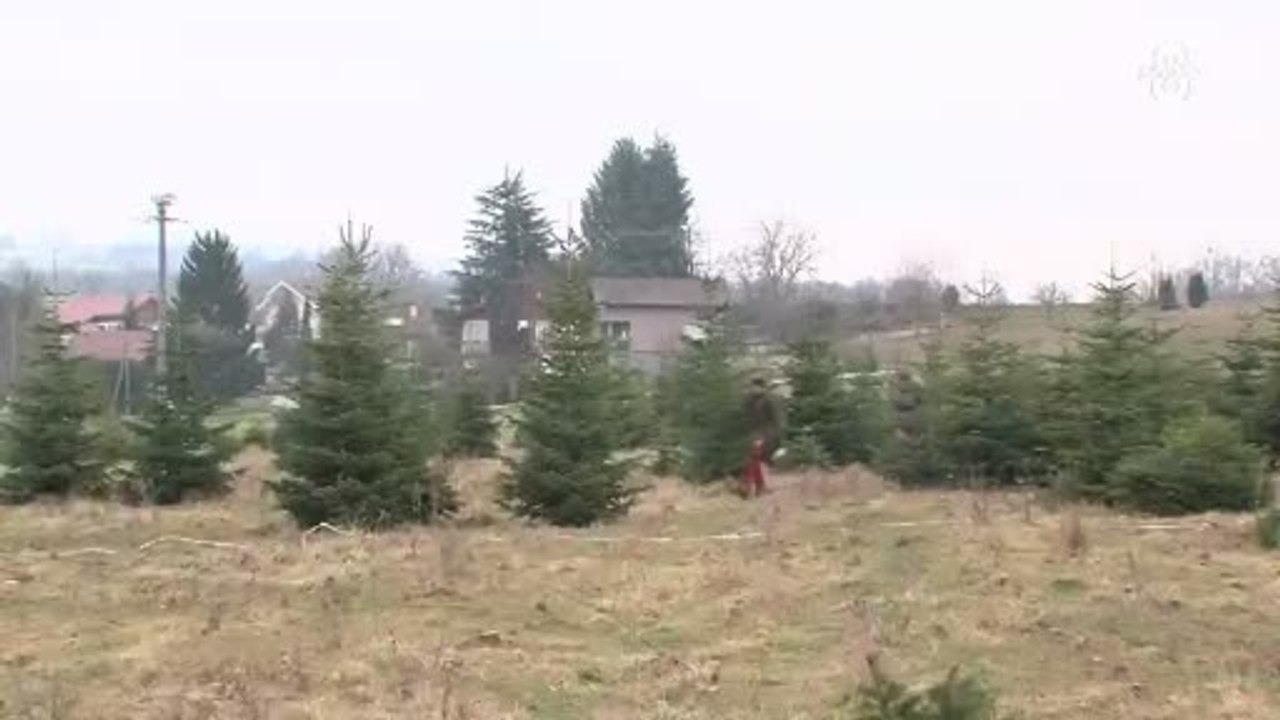 Noël à Vallières : Les sapins naturels refont surface