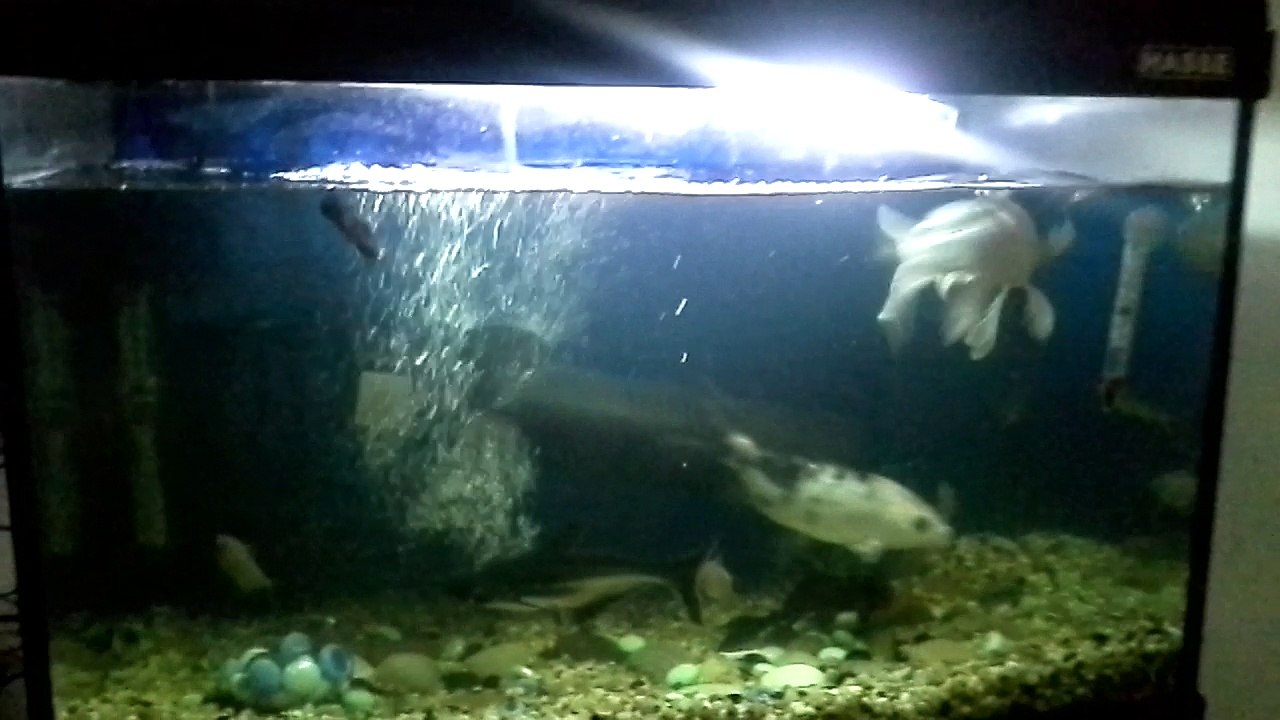 FISH AQURIUM