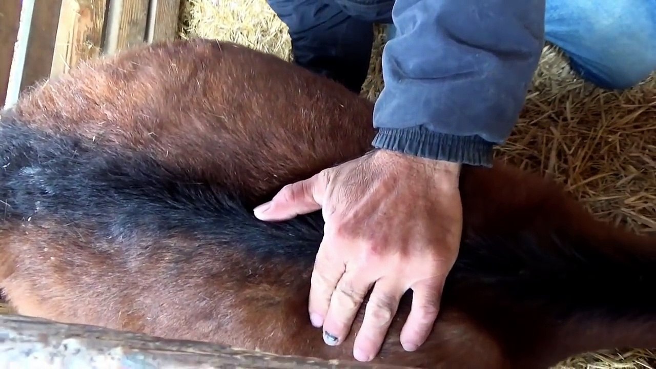 BIRTH OF A BABY GOAT ON THE FARM -  Complete Birth Process