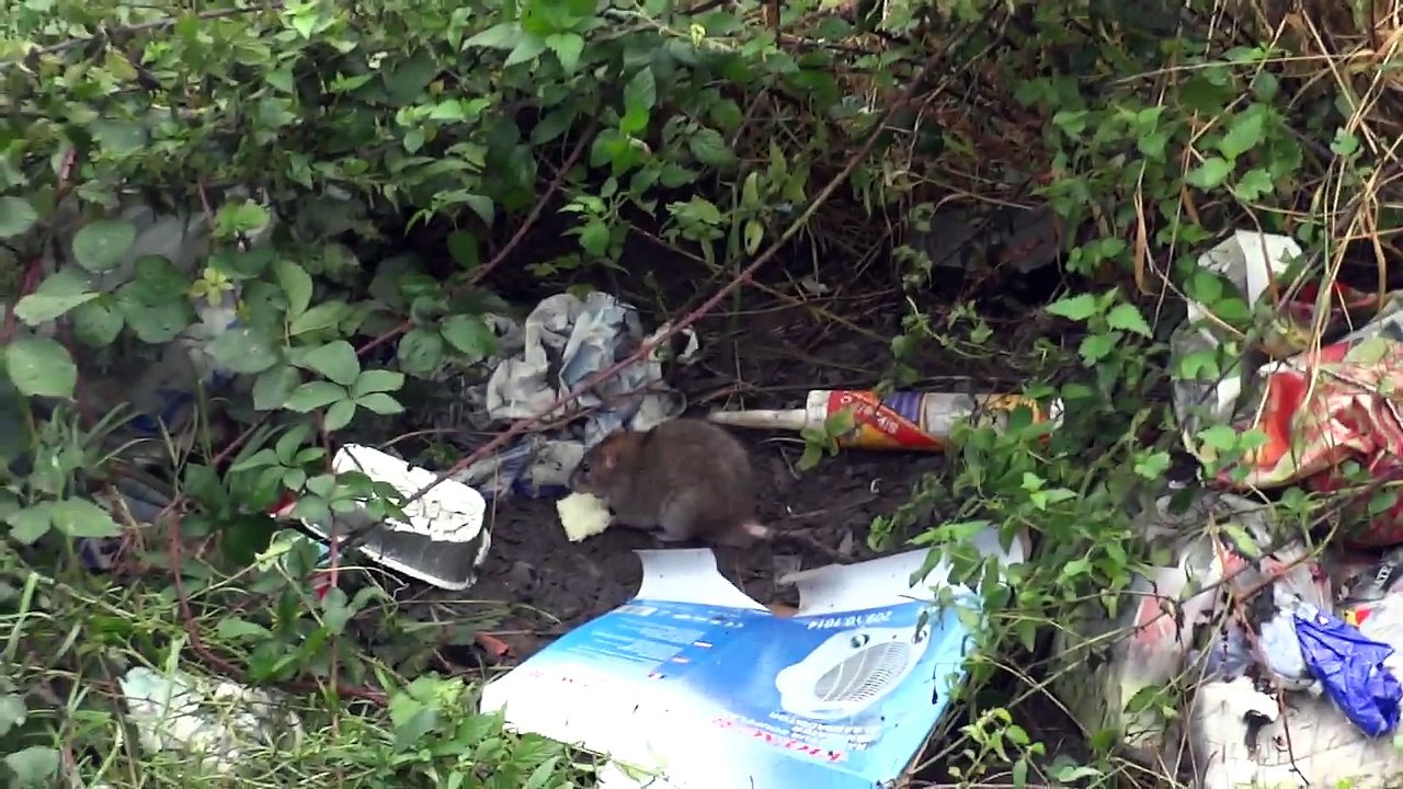 Décharge sauvage à Gilly et sa faune sauvage