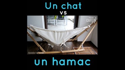 Un chat apprend à monter sur un hamac !