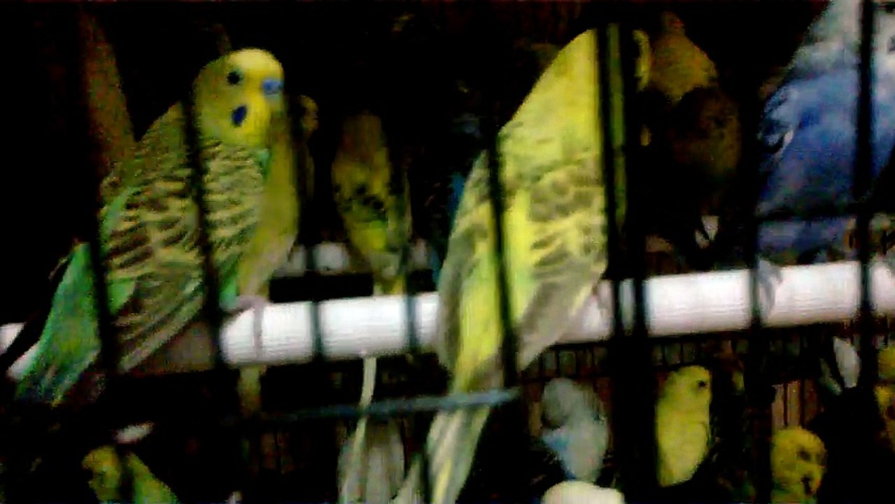 Beautiful Love Birds