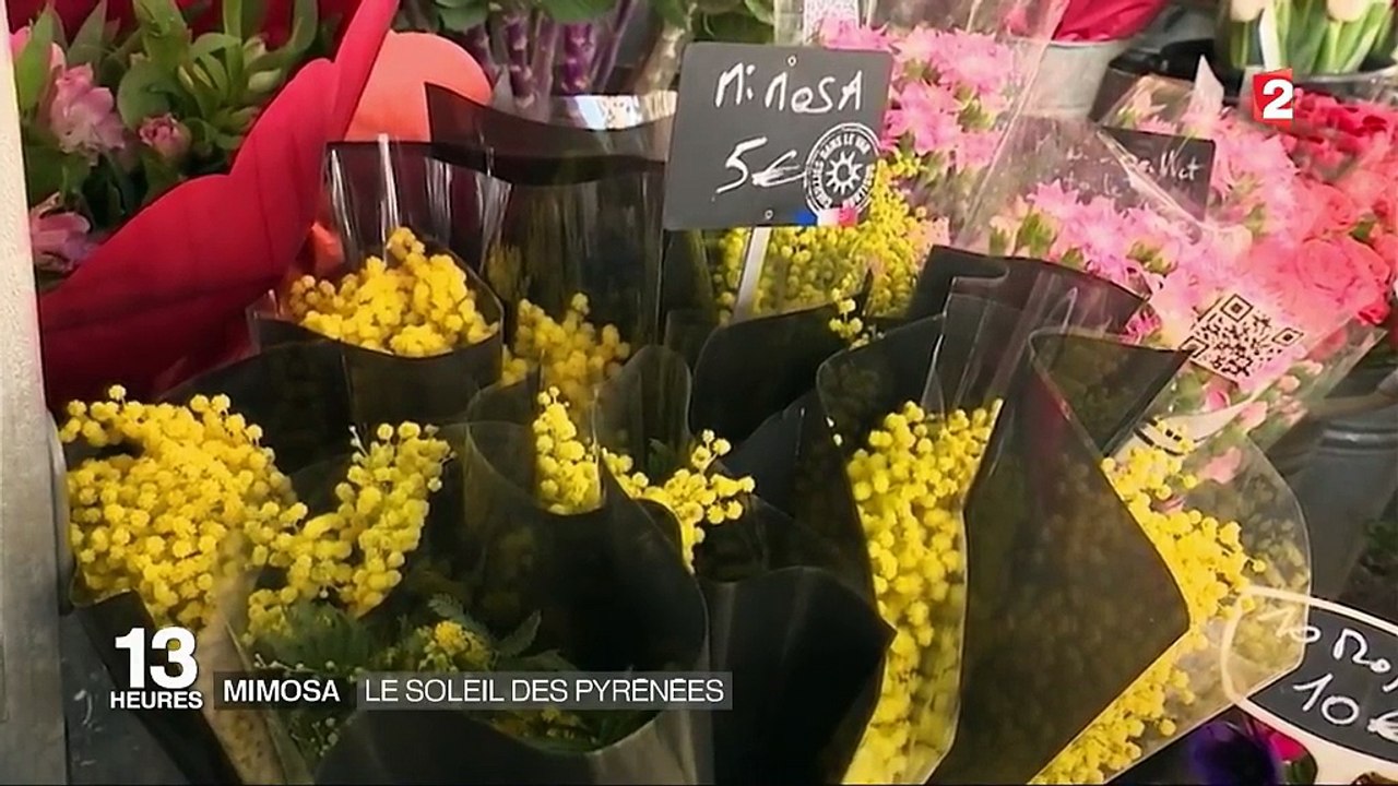 Mimosa : le soleil des Pyrénées