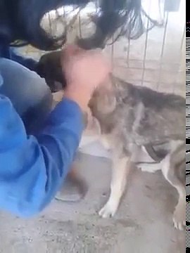 Maltrattato per anni, la sua reazione alle carezze è commovente