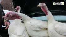 Vidéo. Pénurie de volailles sur le marché de Saint-Août (36)
