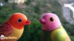DigiBirds Amazing Interactive Bird Toys That Sing and Tweet Alone or In Choir | Toy Station