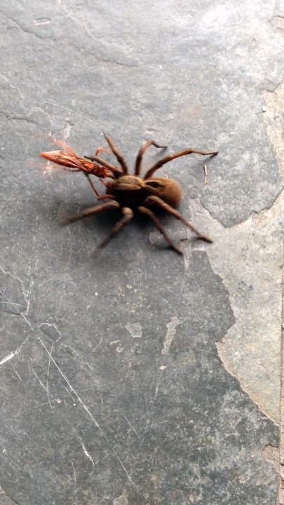 a aranha é derrotada! é o povo fazrndo justiça contra os vilões do Brasil