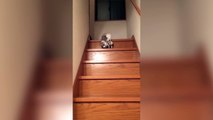 Lazy Cat Down the Stairs - Laziest Cat Ever _ Funny Cat Videos-L5gugTXiF-I