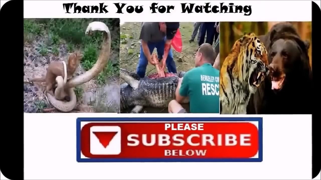 Animal Attack