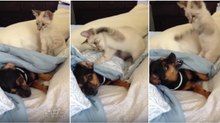 Descansar com este gato por perto é praticamente impossível