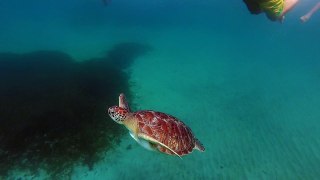 Tortue - Martinique