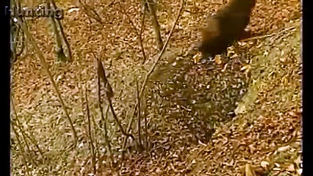 4 köpeği birden komalık etti!